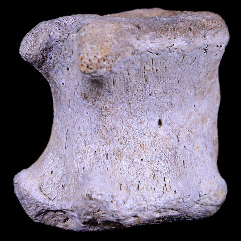 1.5" Gryposaurus Fossil Tail Vertebrae Duck-Billed Dinosaur Judith River MT COA - Fossil Age Minerals