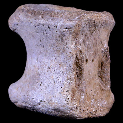 1.5" Gryposaurus Fossil Tail Vertebrae Duck-Billed Dinosaur Judith River MT COA - Fossil Age Minerals