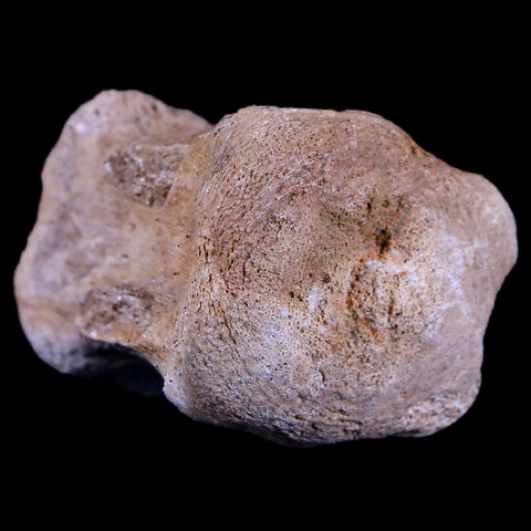 1.5" Gryposaurus Fossil Tail Vertebrae Duck-Billed Dinosaur Judith River MT COA - Fossil Age Minerals