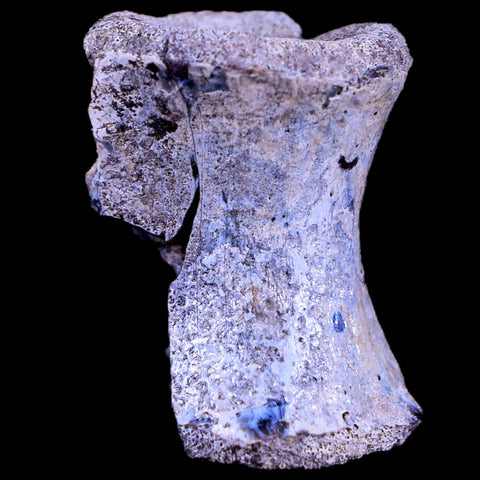 1.2" Tenontosaurus Fossil Vertebrae Bone Cloverly FM Cretaceous Dinosaur MT COA - Fossil Age Minerals