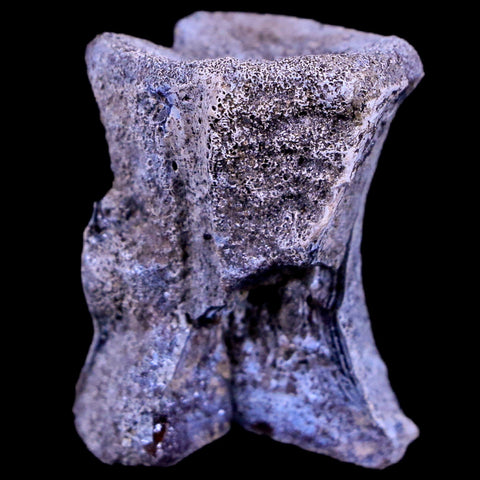 1.2" Tenontosaurus Fossil Vertebrae Bone Cloverly FM Cretaceous Dinosaur MT COA - Fossil Age Minerals