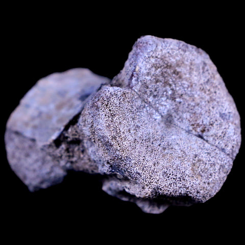 1.2" Tenontosaurus Fossil Vertebrae Bone Cloverly FM Cretaceous Dinosaur MT COA - Fossil Age Minerals
