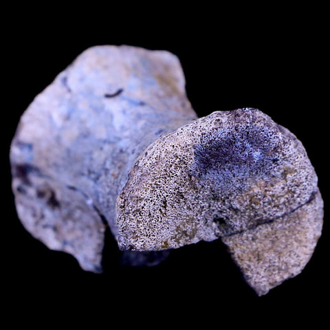 1.2" Tenontosaurus Fossil Vertebrae Bone Cloverly FM Cretaceous Dinosaur MT COA - Fossil Age Minerals