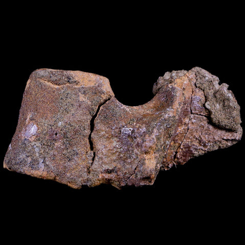 2.8" Thescelosaurus Fossil Dorsal Vertebrae Cretaceous Dinosaur Lance Creek WY COA - Fossil Age Minerals