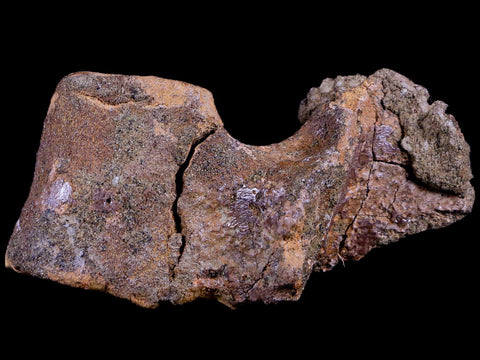 2.8" Thescelosaurus Fossil Dorsal Vertebrae Cretaceous Dinosaur Lance Creek WY COA - Fossil Age Minerals