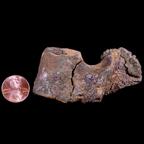 2.8" Thescelosaurus Fossil Dorsal Vertebrae Cretaceous Dinosaur Lance Creek WY COA - Fossil Age Minerals