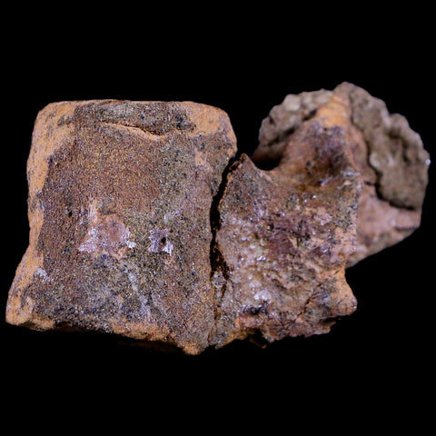 2.8" Thescelosaurus Fossil Dorsal Vertebrae Cretaceous Dinosaur Lance Creek WY COA - Fossil Age Minerals