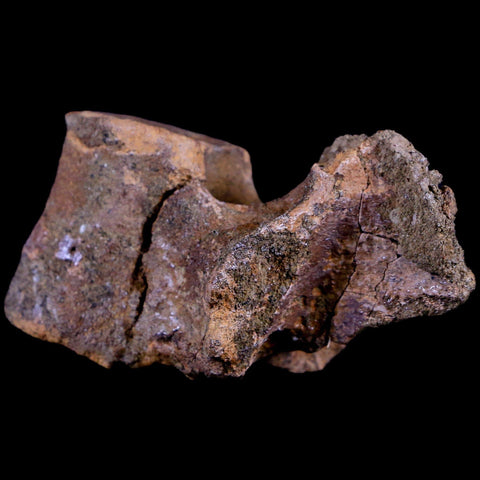 2.8" Thescelosaurus Fossil Dorsal Vertebrae Cretaceous Dinosaur Lance Creek WY COA - Fossil Age Minerals