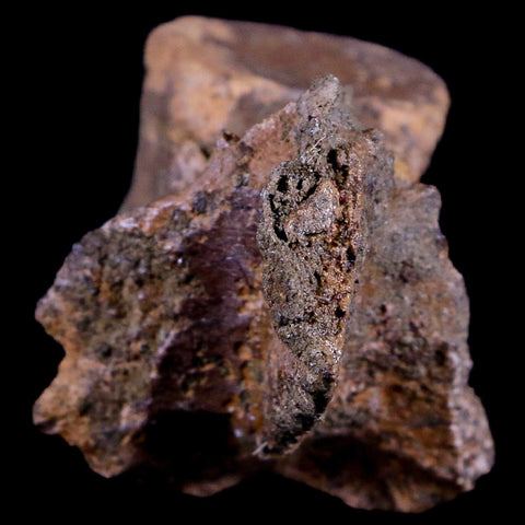 2.8" Thescelosaurus Fossil Dorsal Vertebrae Cretaceous Dinosaur Lance Creek WY COA - Fossil Age Minerals