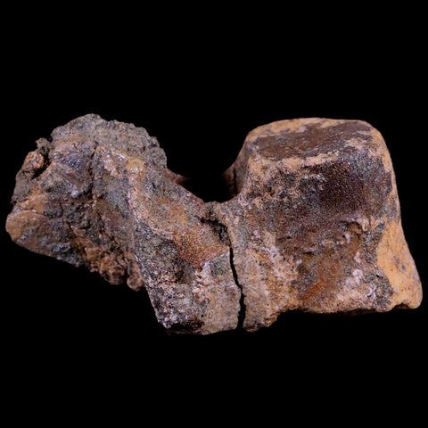 2.8" Thescelosaurus Fossil Dorsal Vertebrae Cretaceous Dinosaur Lance Creek WY COA - Fossil Age Minerals