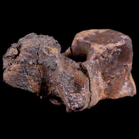 2.8" Thescelosaurus Fossil Dorsal Vertebrae Cretaceous Dinosaur Lance Creek WY COA - Fossil Age Minerals