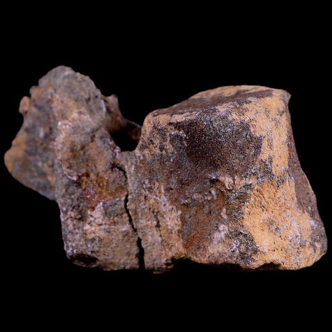 2.8" Thescelosaurus Fossil Dorsal Vertebrae Cretaceous Dinosaur Lance Creek WY COA - Fossil Age Minerals