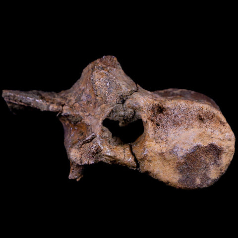 2.8" Thescelosaurus Fossil Dorsal Vertebrae Cretaceous Dinosaur Lance Creek WY COA - Fossil Age Minerals