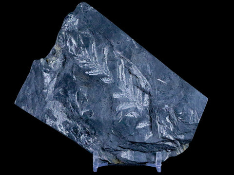 4.3" Alethopteris Fern Plant Leaf Fossil Carboniferous Age Llewellyn FM ST Clair, PA - Fossil Age Minerals