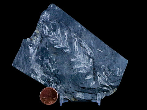4.3" Alethopteris Fern Plant Leaf Fossil Carboniferous Age Llewellyn FM ST Clair, PA - Fossil Age Minerals