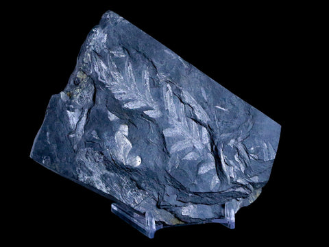 4.3" Alethopteris Fern Plant Leaf Fossil Carboniferous Age Llewellyn FM ST Clair, PA - Fossil Age Minerals