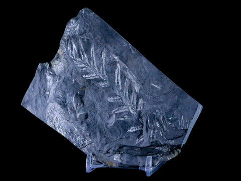 4.3" Alethopteris Fern Plant Leaf Fossil Carboniferous Age Llewellyn FM ST Clair, PA - Fossil Age Minerals