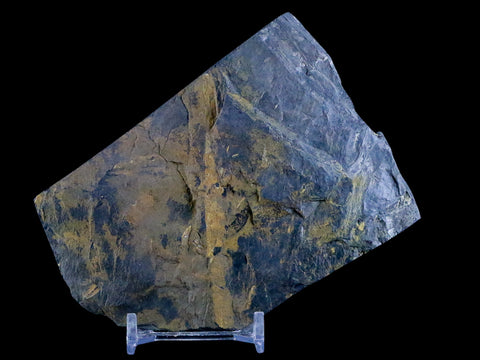 4.3" Alethopteris Fern Plant Leaf Fossil Carboniferous Age Llewellyn FM ST Clair, PA - Fossil Age Minerals