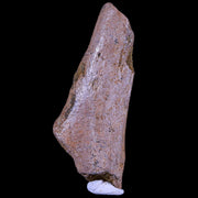 2.3" Pachycephalosaurus Fossil Cervical Rib Lance Creek WY Cretaceous Dinosaur COA