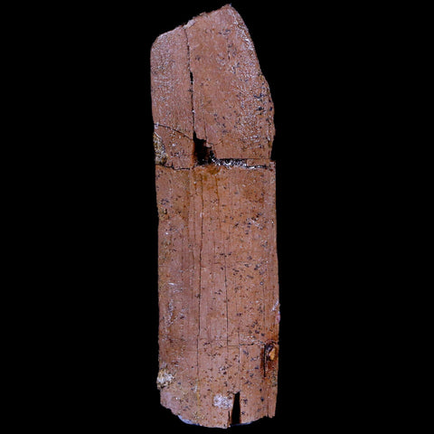 2.8" Corythosaurus Fossil Rib Bone Judith River FM MT Cretaceous Dinosaur COA - Fossil Age Minerals