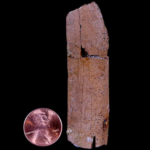 2.8" Corythosaurus Fossil Rib Bone Judith River FM MT Cretaceous Dinosaur COA - Fossil Age Minerals