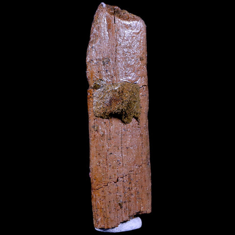 2.8" Corythosaurus Fossil Rib Bone Judith River FM MT Cretaceous Dinosaur COA - Fossil Age Minerals