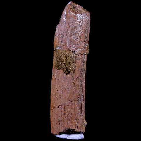 2.8" Corythosaurus Fossil Rib Bone Judith River FM MT Cretaceous Dinosaur COA - Fossil Age Minerals