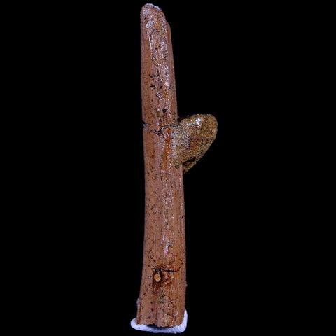 2.8" Corythosaurus Fossil Rib Bone Judith River FM MT Cretaceous Dinosaur COA - Fossil Age Minerals