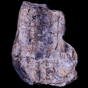 3.1" Ankylosaurus Fossil Femur Bone Lance Creek FM Cretaceous Dinosaur WY COA