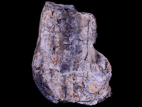 3.1" Ankylosaurus Fossil Femur Bone Lance Creek FM Cretaceous Dinosaur WY COA - Fossil Age Minerals