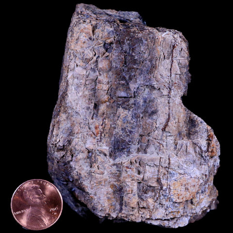 3.1" Ankylosaurus Fossil Femur Bone Lance Creek FM Cretaceous Dinosaur WY COA - Fossil Age Minerals