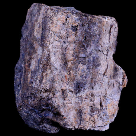 3.1" Ankylosaurus Fossil Femur Bone Lance Creek FM Cretaceous Dinosaur WY COA