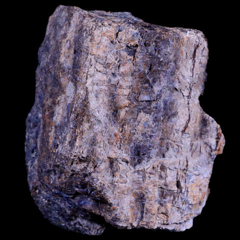 3.1" Ankylosaurus Fossil Femur Bone Lance Creek FM Cretaceous Dinosaur WY COA - Fossil Age Minerals