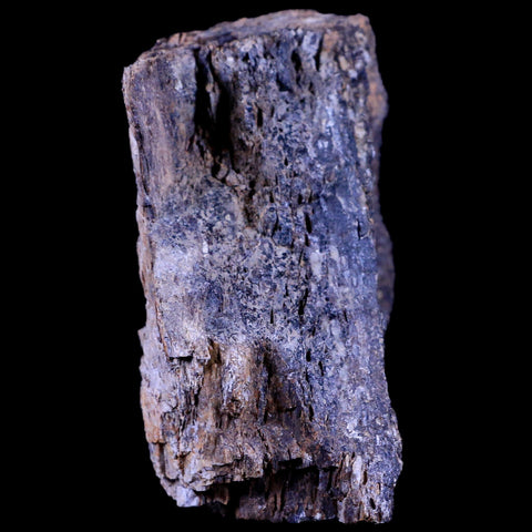 3.1" Ankylosaurus Fossil Femur Bone Lance Creek FM Cretaceous Dinosaur WY COA - Fossil Age Minerals
