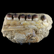 9.8" Globidens Mosasaur Fossil Teeth Jaw Bone Dinosaur Era Phacodus Fish Jaw COA