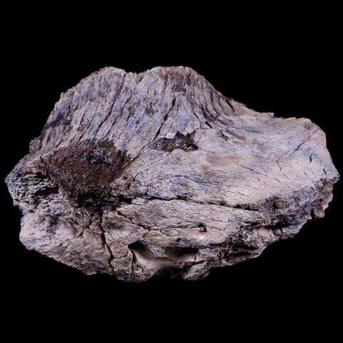 4" Edmontosaurus Dinosaur Fossil Brian Case Bone Section Lance Creek WY COA - Fossil Age Minerals