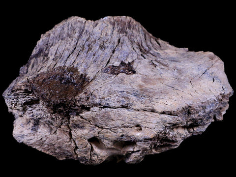 4" Edmontosaurus Dinosaur Fossil Brian Case Bone Section Lance Creek WY COA - Fossil Age Minerals