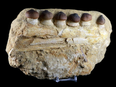 9.8" Globidens Mosasaur Fossil Teeth Jaw Bone Dinosaur Era Phacodus Fish Jaw COA