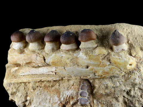 9.8" Globidens Mosasaur Fossil Teeth Jaw Bone Dinosaur Era Phacodus Fish Jaw COA - Fossil Age Minerals