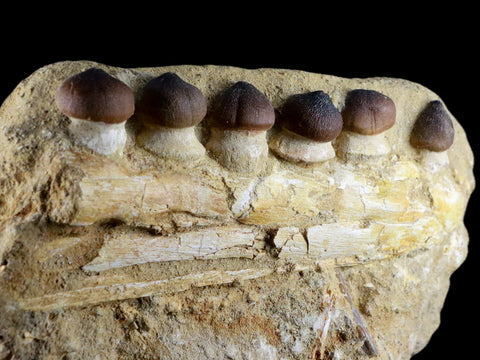 9.8" Globidens Mosasaur Fossil Teeth Jaw Bone Dinosaur Era Phacodus Fish Jaw COA - Fossil Age Minerals