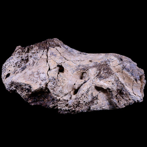 4" Edmontosaurus Dinosaur Fossil Brian Case Bone Section Lance Creek WY COA - Fossil Age Minerals