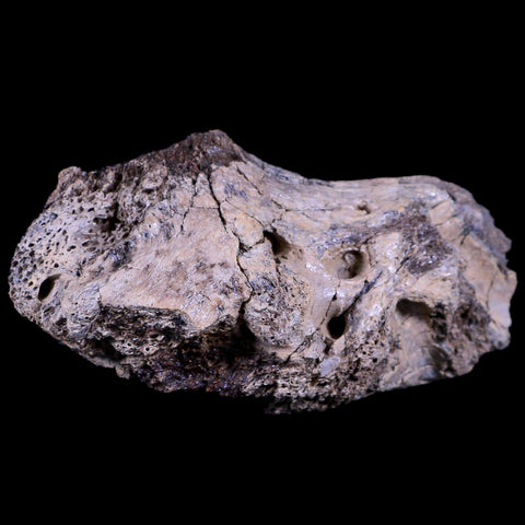 4" Edmontosaurus Dinosaur Fossil Brian Case Bone Section Lance Creek WY COA - Fossil Age Minerals