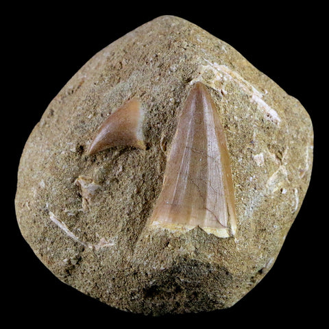 2 Two 1.5" Mosasaur Prognathodon Fossil Tooth Matrix Cretaceous Dinosaur Era COA - Fossil Age Minerals