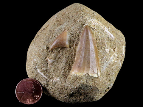 2 Two 1.5" Mosasaur Prognathodon Fossil Tooth Matrix Cretaceous Dinosaur Era COA - Fossil Age Minerals