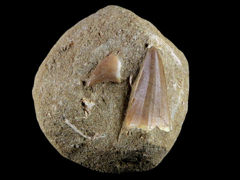 2 Two 1.5" Mosasaur Prognathodon Fossil Tooth Matrix Cretaceous Dinosaur Era COA - Fossil Age Minerals