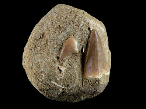 2 Two 1.5" Mosasaur Prognathodon Fossil Tooth Matrix Cretaceous Dinosaur Era COA - Fossil Age Minerals