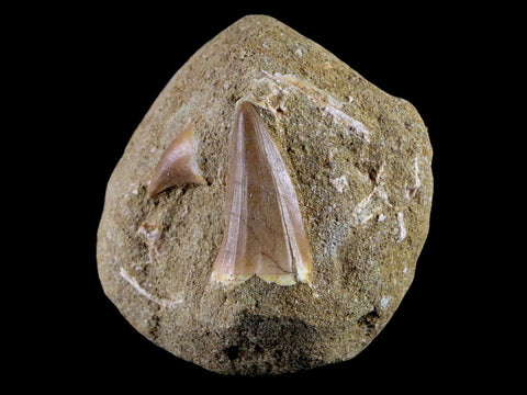 2 Two 1.5" Mosasaur Prognathodon Fossil Tooth Matrix Cretaceous Dinosaur Era COA - Fossil Age Minerals