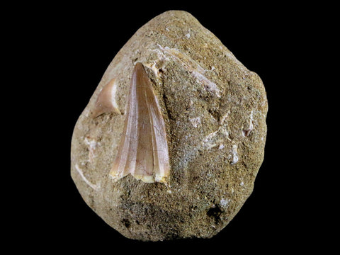 2 Two 1.5" Mosasaur Prognathodon Fossil Tooth Matrix Cretaceous Dinosaur Era COA - Fossil Age Minerals