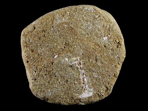 2 Two 1.5" Mosasaur Prognathodon Fossil Tooth Matrix Cretaceous Dinosaur Era COA - Fossil Age Minerals