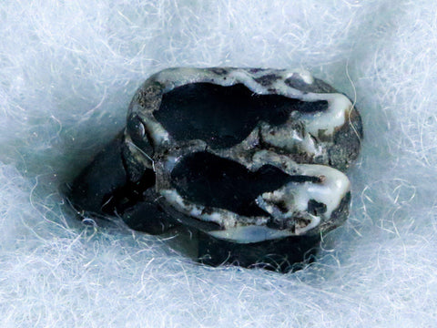 0.7" Trichechus SP Fossil Manatee Tooth Pleistocene Epoch Withlacoochee River, FL - Fossil Age Minerals